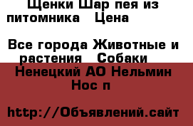 Щенки Шар пея из питомника › Цена ­ 25 000 - Все города Животные и растения » Собаки   . Ненецкий АО,Нельмин Нос п.